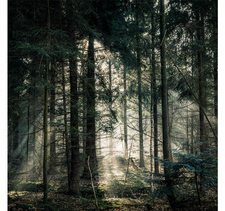 Rullgardin vardagsrum naturskog med mörka toner dagtid - Tenstickers