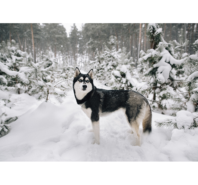 Vit rullgardin vinterskog och huskytik - Tenstickers