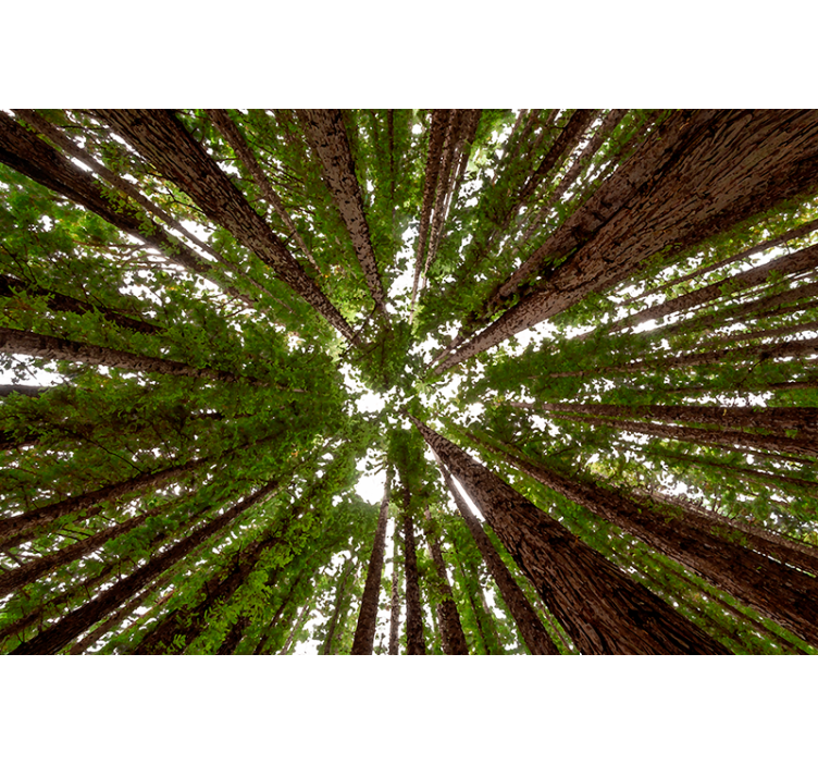 Akvarella av hög skog vardagsrum rullgardin - Tenstickers