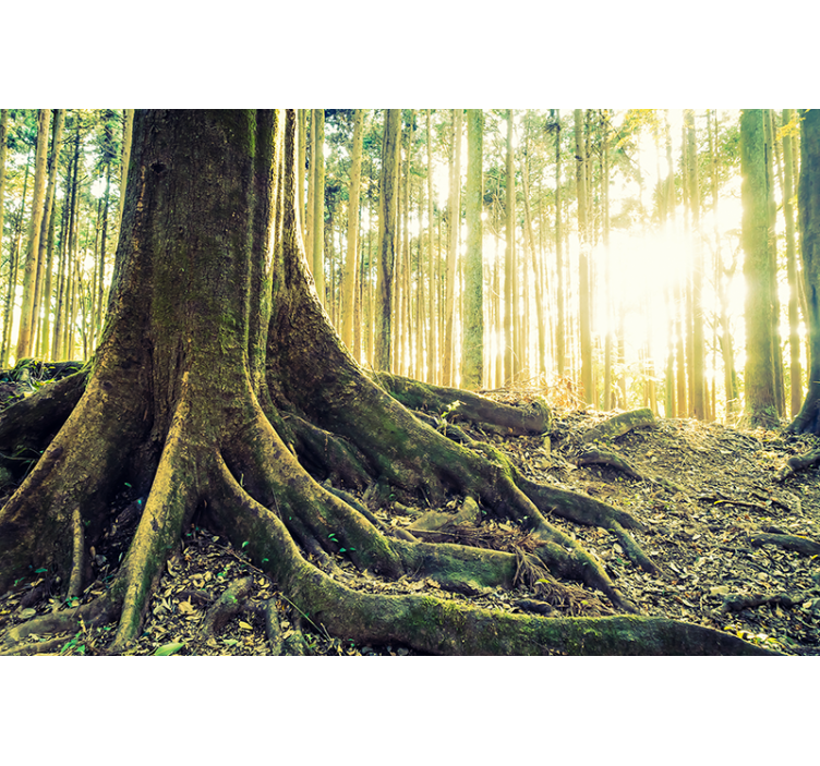 Gyllene skog med solens strålar vardagsrum rullgardin - Tenstickers