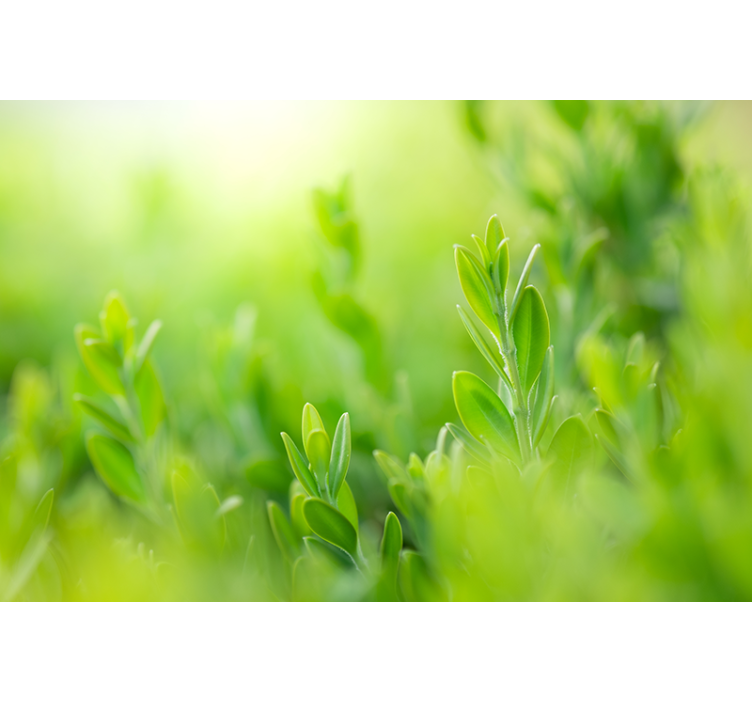 Frodig grönska bild Rullgardin blommor och växter - Tenstickers