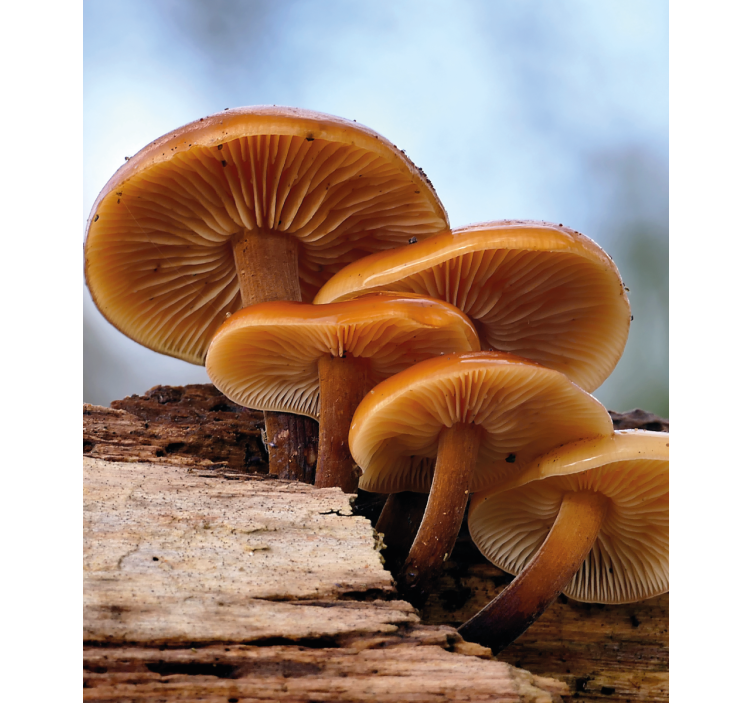 Svamptillväxt Rullgardin blommor och växter - Tenstickers