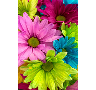 Rullgardin vardagsrum färgglada blommor - Tenstickers