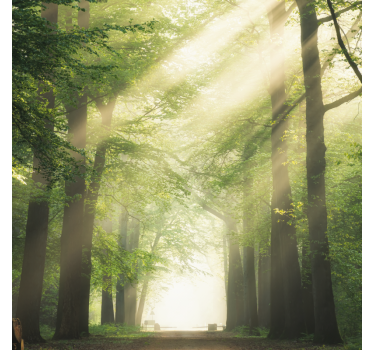 Rullgardin vardagsrum grön skog med solen - Tenstickers