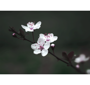 Rullgardin vardagsrum elegant feminin körsbärsblomma - Tenstickers
