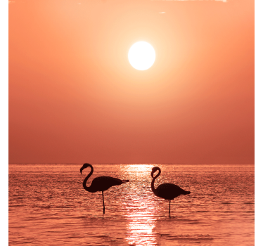 Rullgardin vardagsrum fin flamingo med solnedgång - Tenstickers