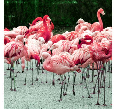 Rullgardin vardagsrum fina flamingos på vatten - Tenstickers