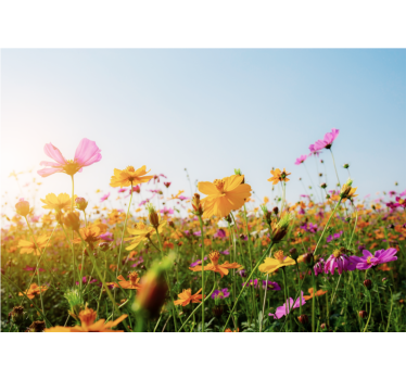 Rullgardin vardagsrum blandning av blommor typer - Tenstickers
