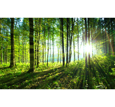 Rullgardin vardagsrum väggmålning skog med ljusreflektion - Tenstickers