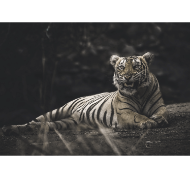 Rullgardin vardagsrum tiger ligger ner - Tenstickers
