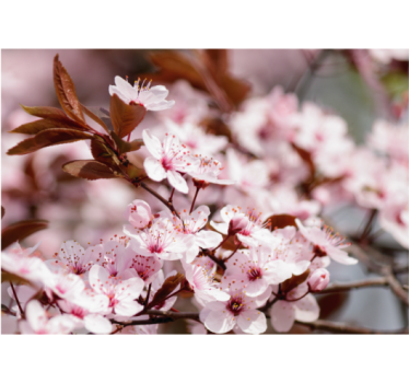 Rullgardin vardagsrum körsbärsblommor - Tenstickers