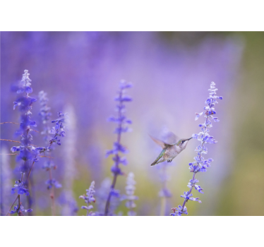 Rullgardin vardagsrum blommor med fågel - Tenstickers