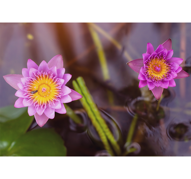 Rullgardin vardagsrum rosa/lila lotus - Tenstickers