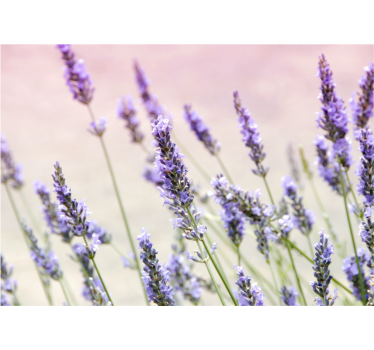 Rullgardin vardagsrum en bukett lila blommor - Tenstickers