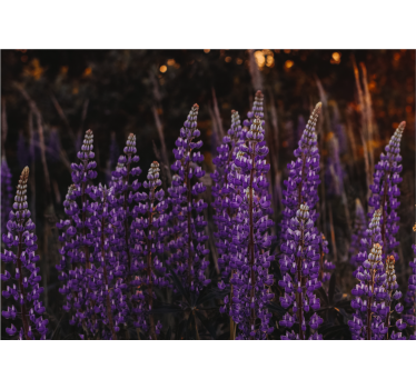 Rullgardin vardagsrum skog återupplivad av violetta blommor - Tenstickers