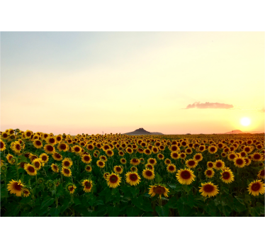 Rullgardin vardagsrum storslaget landskap med blommor - Tenstickers