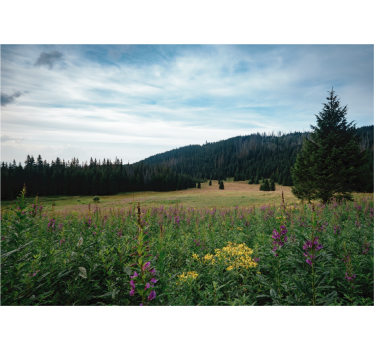 Rullgardin vardagsrum tatra park på våren - Tenstickers