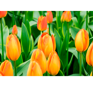 Rullgardin vardagsrum orange tulpanblommor - Tenstickers