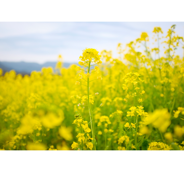 Rullgardin vardagsrum fält av gula blommor - Tenstickers