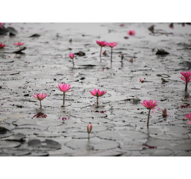 Rullgardin vardagsrum loto blommor på vatten gråskala - Tenstickers