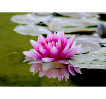 Rullgardin vardagsrum rosa zen lotusblomma - Tenstickers