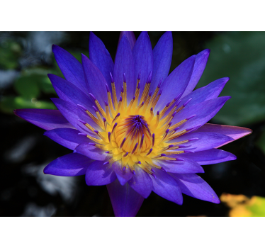 Rullgardin vardagsrum lila lotusblomma - Tenstickers
