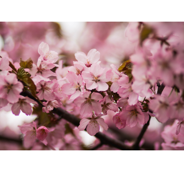 Rullgardin vardagsrum rosa körsbärsblomma - Tenstickers