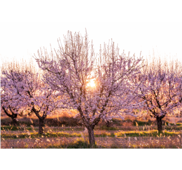 Rullgardin vardagsrum rosa landskap med blommor - Tenstickers
