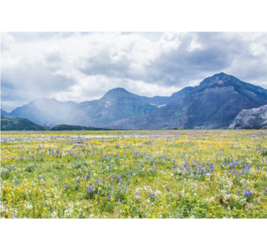 Rullgardin vardagsrum små blommor fält - Tenstickers