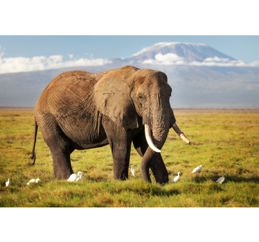 Rullgardin vardagsrum kilimanjaro elefant - Tenstickers