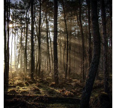 Rullgardin vardagsrum "natur" soluppgång i skogen - Tenstickers