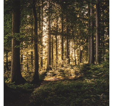 Rullgardin vardagsrum natur eftermiddagsskog - Tenstickers