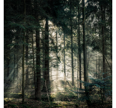 Rullgardin vardagsrum naturskog med mörka toner dagtid - Tenstickers