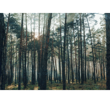 Rullgardin vardagsrum vacker design av furu skog - Tenstickers