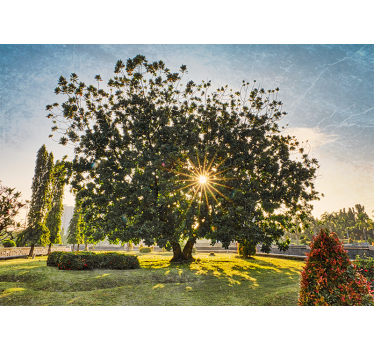 Rullgardin vardagsrum solig sommar grön park - Tenstickers