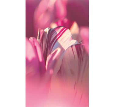 Rosa kryddnejlika blommor blomma rullgardin - Tenstickers