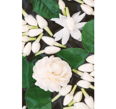 Vacker havsblomma blomma rullgardin - Tenstickers
