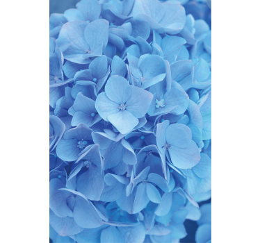 Hortensia blomma rullgardin - Tenstickers