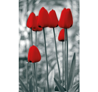 Röda tulpaner färgglada blomma rullgardin - Tenstickers