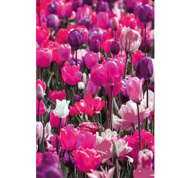 Olika rosa tulpaner blomma rullgardin - Tenstickers