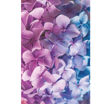 Många olika hortensia blommor rullgardin - Tenstickers