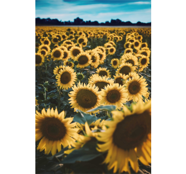 Sol blomma fält blomma rullgardin - Tenstickers