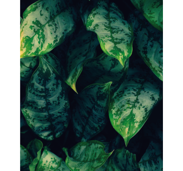 Maranta blad blomma rullgardin - Tenstickers