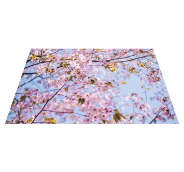 Körsbärsblommor på blå bakgrund moderna vinylplattformar - Tenstickers