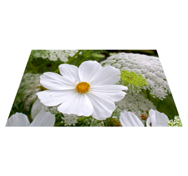 Bordstabletter original elegant vit blomma - Tenstickers