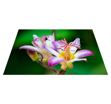 Lila och gula blommor original vinylplattformar - Tenstickers