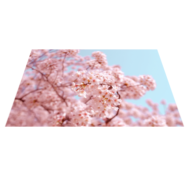 Rosa körsbärsblommor och träd blommiga mattor - Tenstickers