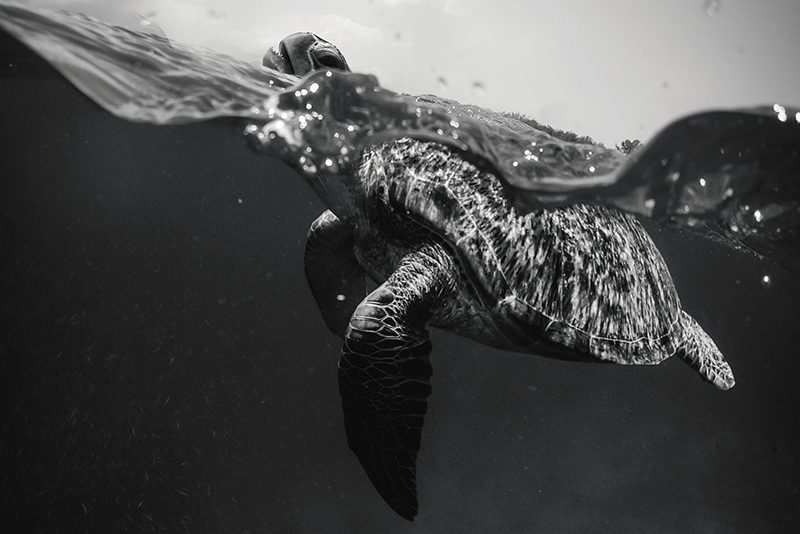 Monokrom sköldpadda som simmar svarta bordstabletter - Tenstickers