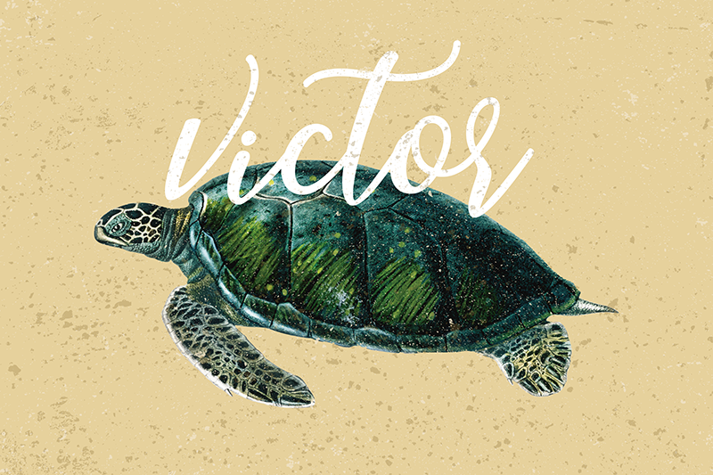 Havssköldpadda med namn sköldpadda bordstabletter - Tenstickers