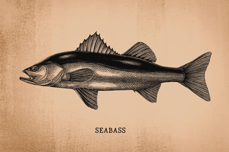 Realistiska seabass fisk bordstabletter - Tenstickers